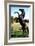 Prince Noir Black Beauty De Caroline Thompson Avec Le Cheval Prince Noir En Train De Se Cabrer 1994-null-Framed Photo