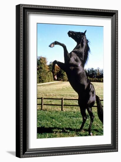 Prince Noir Black Beauty De Caroline Thompson Avec Le Cheval Prince Noir En Train De Se Cabrer 1994-null-Framed Photo