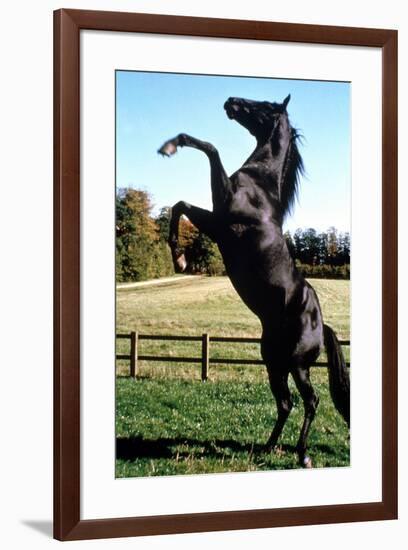 Prince Noir Black Beauty De Caroline Thompson Avec Le Cheval Prince Noir En Train De Se Cabrer 1994-null-Framed Photo