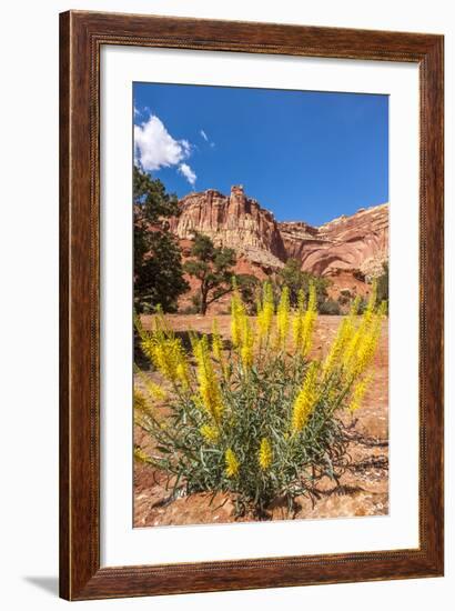 Prince's Plume Wild Flowers, Capitol Reef National Park, Utah-Michael DeFreitas-Framed Photographic Print