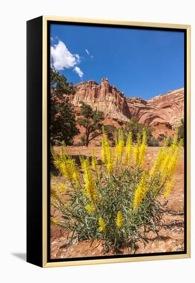 Prince's Plume Wild Flowers, Capitol Reef National Park, Utah-Michael DeFreitas-Framed Premier Image Canvas