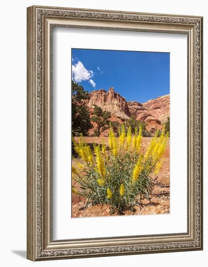 Prince's Plume Wild Flowers, Capitol Reef National Park, Utah-Michael DeFreitas-Framed Photographic Print