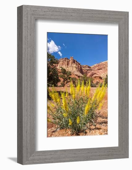 Prince's Plume Wild Flowers, Capitol Reef National Park, Utah-Michael DeFreitas-Framed Photographic Print