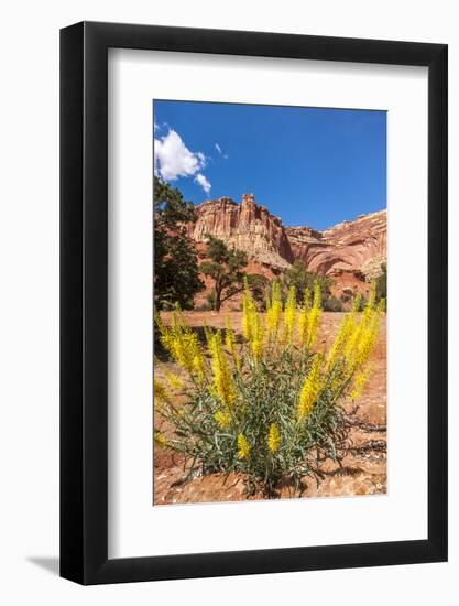 Prince's Plume Wild Flowers, Capitol Reef National Park, Utah-Michael DeFreitas-Framed Photographic Print