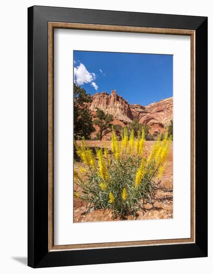 Prince's Plume Wild Flowers, Capitol Reef National Park, Utah-Michael DeFreitas-Framed Photographic Print