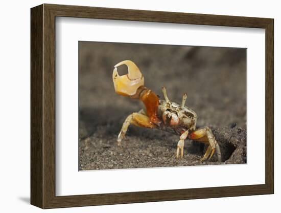 Princely fiddler crab, Baja California Peninsula, Mexico-Claudio Contreras-Framed Photographic Print