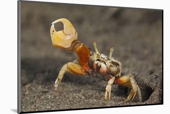 Princely fiddler crab, Baja California Peninsula, Mexico-Claudio Contreras-Mounted Photographic Print