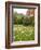 Princes Street Gardens and Edinburgh Castle, Edinburgh, Lothian, Scotland, Uk-null-Framed Photographic Print