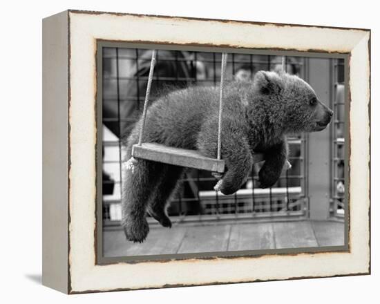 Princess Anne's Bear on His Swing-null-Framed Premier Image Canvas