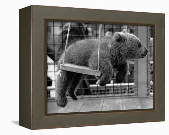 Princess Anne's Bear on His Swing-null-Framed Premier Image Canvas