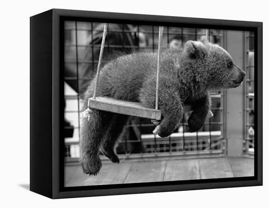 Princess Anne's Bear on His Swing-null-Framed Premier Image Canvas