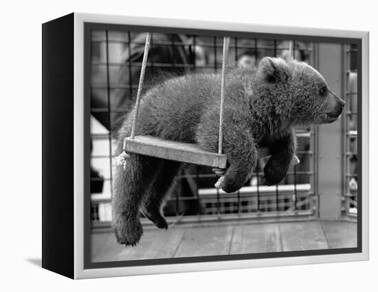 Princess Anne's Bear on His Swing-null-Framed Premier Image Canvas