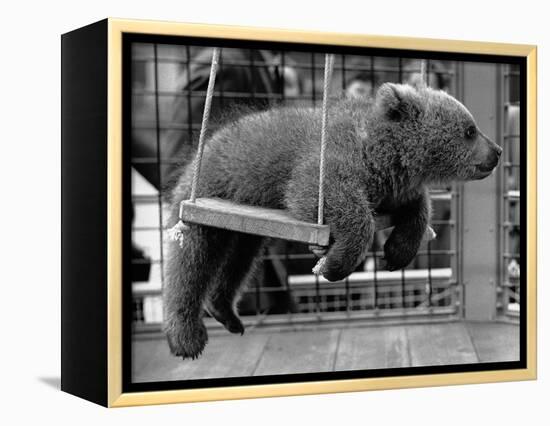 Princess Anne's Bear on His Swing-null-Framed Premier Image Canvas