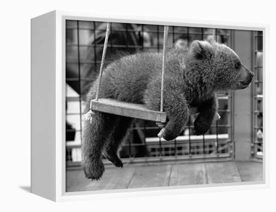 Princess Anne's Bear on His Swing-null-Framed Premier Image Canvas