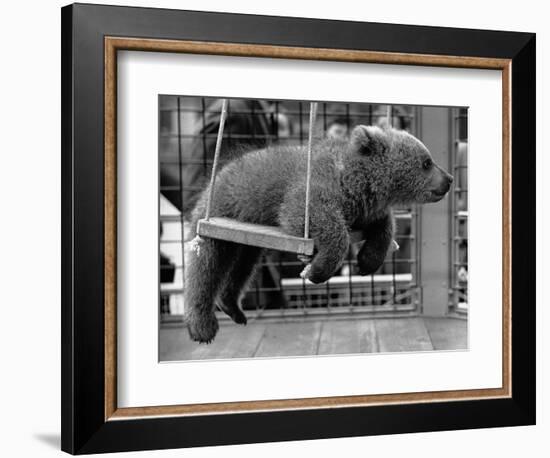 Princess Anne's Bear on His Swing-null-Framed Premium Photographic Print