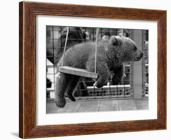 Princess Anne's Bear on His Swing-null-Framed Photographic Print