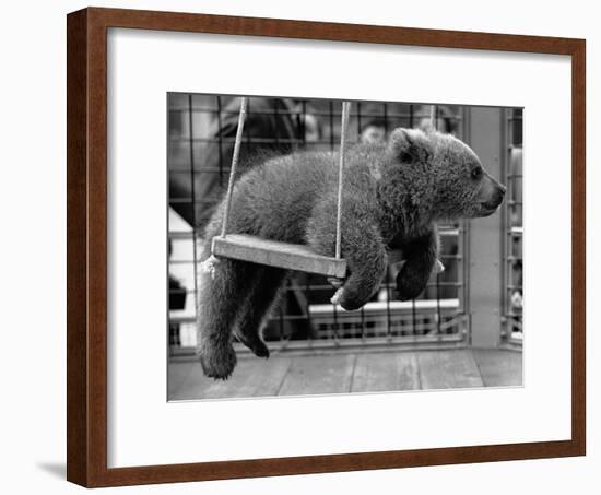 Princess Anne's Bear on His Swing-null-Framed Photographic Print