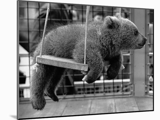 Princess Anne's Bear on His Swing-null-Mounted Photographic Print