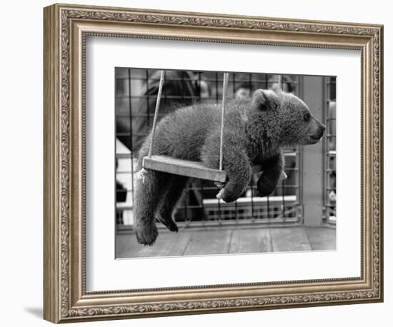 Princess Anne's Bear on His Swing-null-Framed Photographic Print