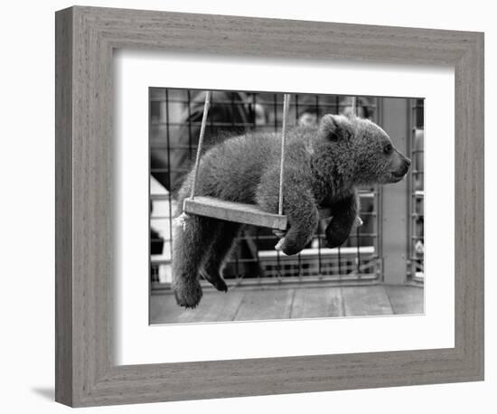 Princess Anne's Bear on His Swing-null-Framed Photographic Print