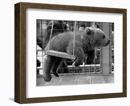 Princess Anne's Bear on His Swing--Framed Photographic Print