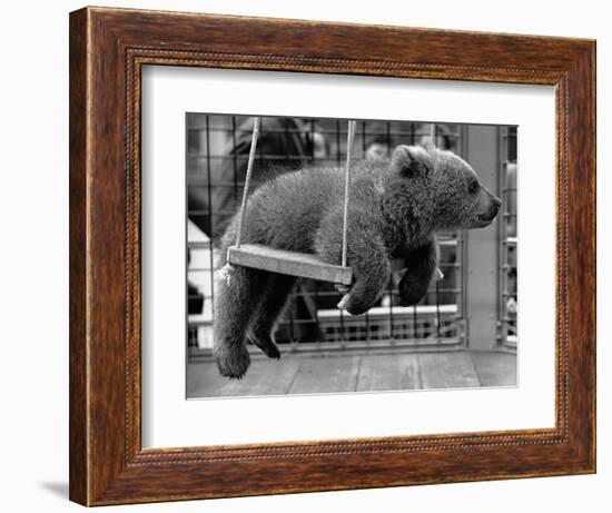 Princess Anne's Bear on His Swing-null-Framed Photographic Print