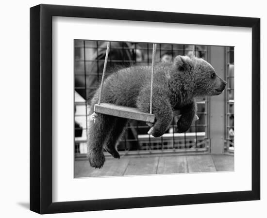 Princess Anne's Bear on His Swing-null-Framed Photographic Print