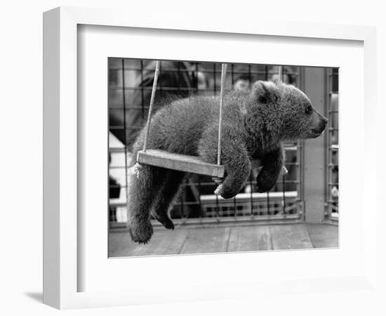 Princess Anne's Bear on His Swing-null-Framed Photographic Print