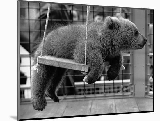 Princess Anne's Bear on His Swing-null-Mounted Photographic Print