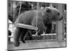 Princess Anne's Bear on His Swing-null-Mounted Photographic Print