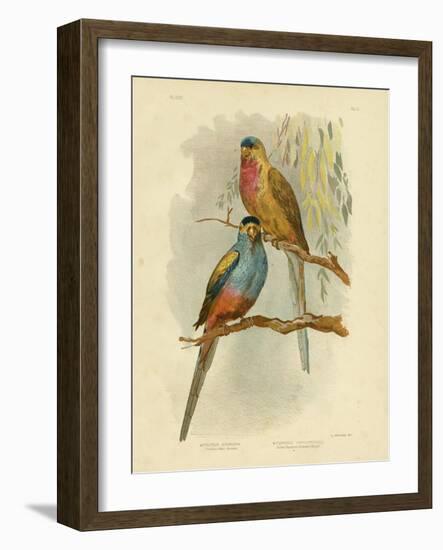 Princess of Wales Parakeet or Princess Parrot, 1891-Gracius Broinowski-Framed Giclee Print