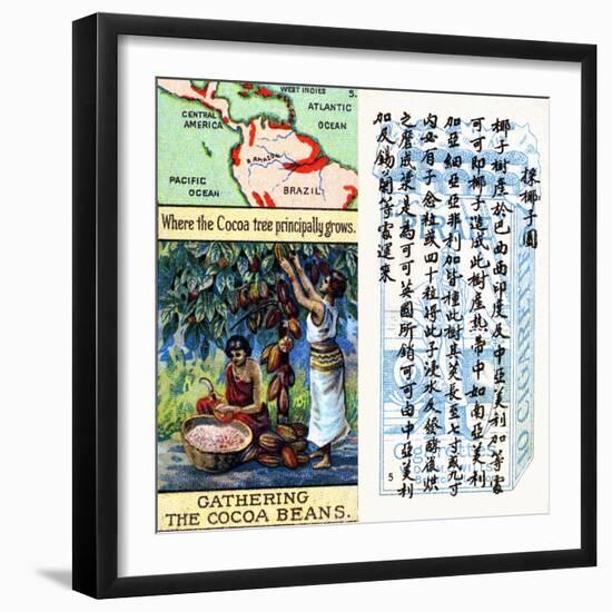 Principal Areas for the Production of Cocoa, from the Series of 'Products of the World' Cigarette…-null-Framed Giclee Print