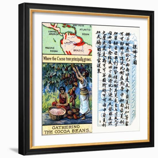 Principal Areas for the Production of Cocoa, from the Series of 'Products of the World' Cigarette…-null-Framed Giclee Print