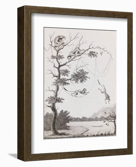 Print Engraving of the Mecco and Kishee Kishee Monkeys-William Blake-Framed Giclee Print