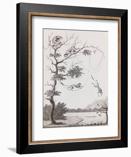 Print Engraving of the Mecco and Kishee Kishee Monkeys-William Blake-Framed Giclee Print