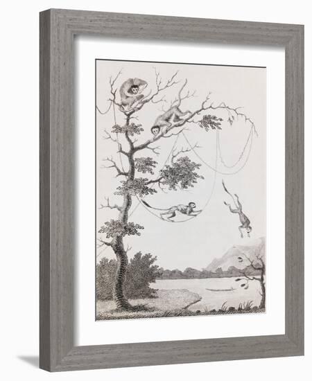 Print Engraving of the Mecco and Kishee Kishee Monkeys-William Blake-Framed Giclee Print