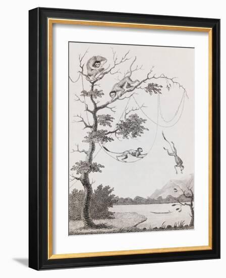 Print Engraving of the Mecco and Kishee Kishee Monkeys-William Blake-Framed Giclee Print