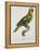 Print of an Amazon Parrot by Jacques Barraband-Stapleton Collection-Framed Premier Image Canvas