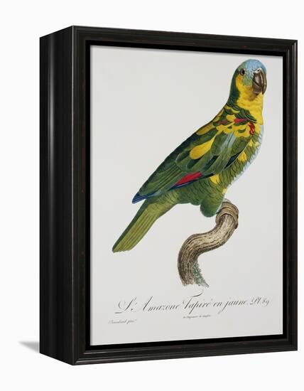 Print of an Amazon Parrot by Jacques Barraband-Stapleton Collection-Framed Premier Image Canvas