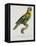 Print of an Amazon Parrot by Jacques Barraband-Stapleton Collection-Framed Premier Image Canvas