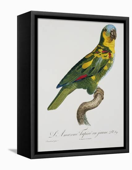 Print of an Amazon Parrot by Jacques Barraband-Stapleton Collection-Framed Premier Image Canvas