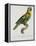 Print of an Amazon Parrot by Jacques Barraband-Stapleton Collection-Framed Premier Image Canvas