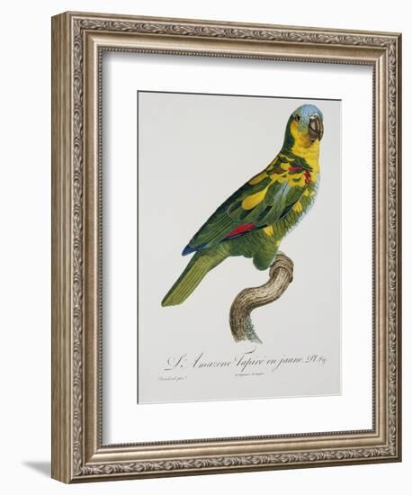 Print of an Amazon Parrot by Jacques Barraband-Stapleton Collection-Framed Giclee Print