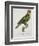 Print of an Amazon Parrot by Jacques Barraband-Stapleton Collection-Framed Giclee Print