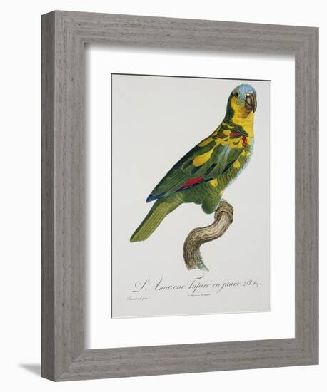 Print of an Amazon Parrot by Jacques Barraband-Stapleton Collection-Framed Giclee Print