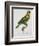 Print of an Amazon Parrot by Jacques Barraband-Stapleton Collection-Framed Giclee Print