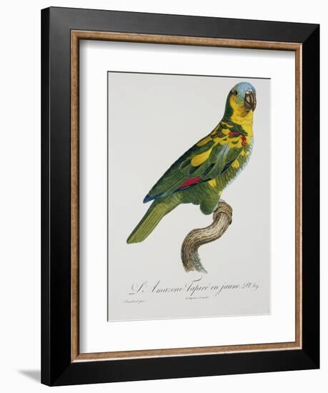 Print of an Amazon Parrot by Jacques Barraband-Stapleton Collection-Framed Giclee Print