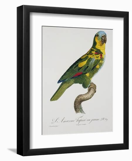 Print of an Amazon Parrot by Jacques Barraband-Stapleton Collection-Framed Giclee Print