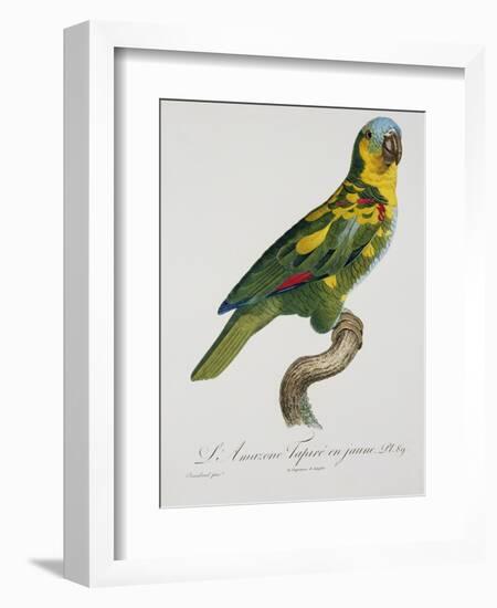 Print of an Amazon Parrot by Jacques Barraband-Stapleton Collection-Framed Giclee Print