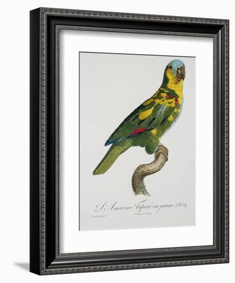 Print of an Amazon Parrot by Jacques Barraband-Stapleton Collection-Framed Giclee Print